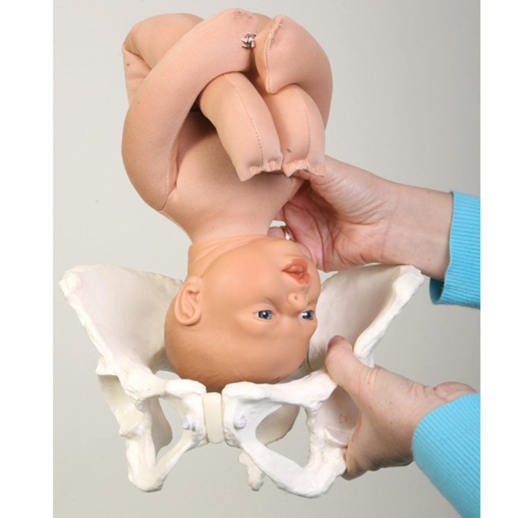 Childbirth Graphics Modèle de Fœtus